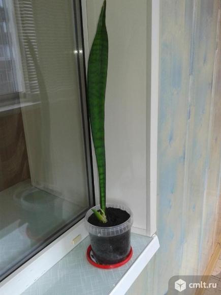Сансевиерия. Фото 6.