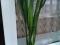 Сансевиерия. Фото 2.