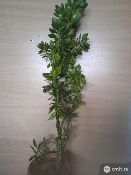 Продам каланхоэ декоративный. Фото 1.