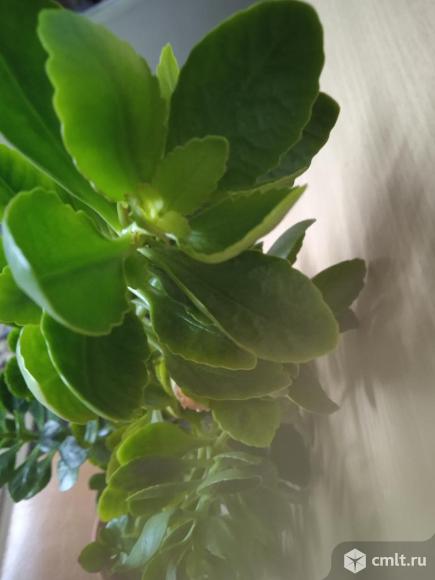 Продам каланхоэ декоративный. Фото 2.