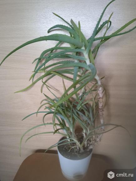 Алоэ в горшке несколько штук. Фото 1.