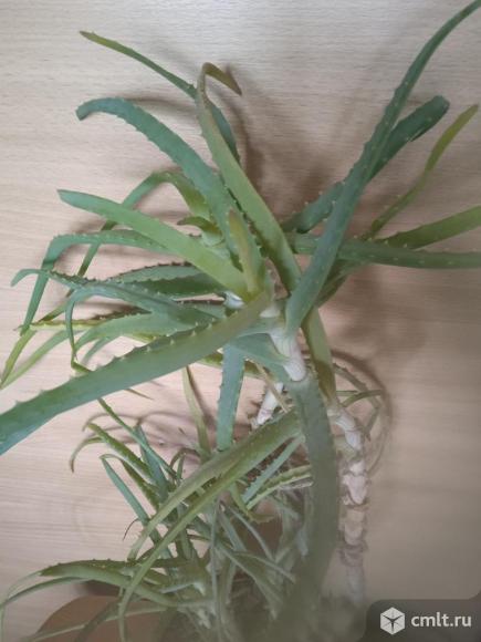 Алоэ в горшке несколько штук. Фото 3.