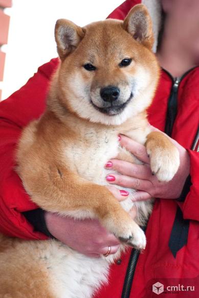 Сиба ину щенки питомник KUMIKO YOSHI