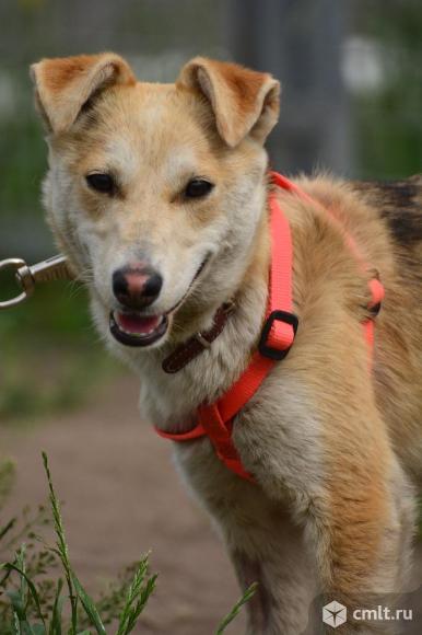 Собака Ася в добрые руки. Фото 1.