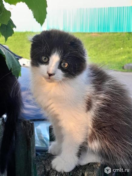 Котята в добрые руки. Фото 1.