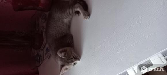 Котята в добрые руки. Фото 4.