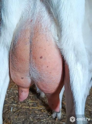 Заанненская дойная коза.Козел.Коза под покрытие. Фото 1.