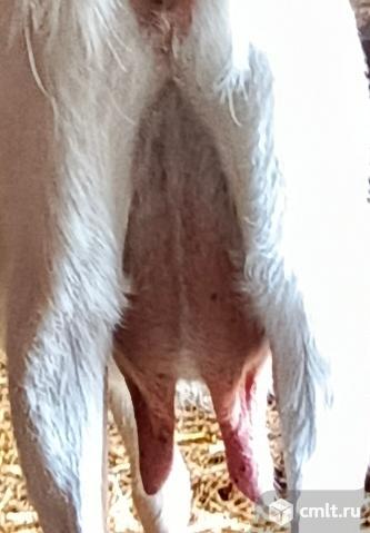 Заанненская дойная коза.Козел.Коза под покрытие. Фото 2.