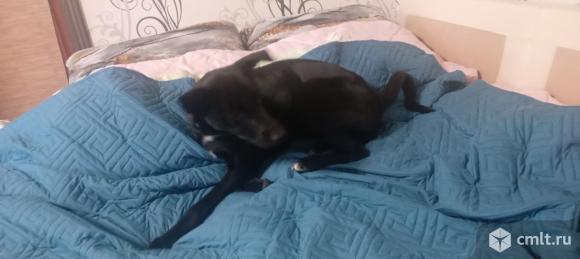 Отдам собаку в хорошие руки. Фото 1.