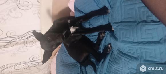 Отдам собаку в хорошие руки. Фото 2.