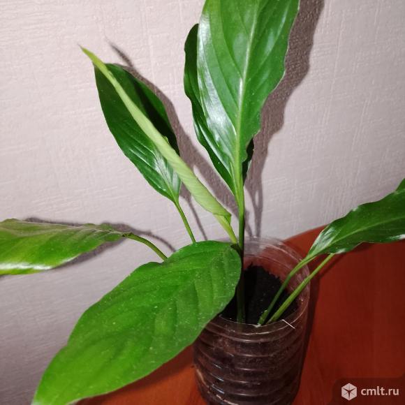 Спатифиллум. Фото 1.
