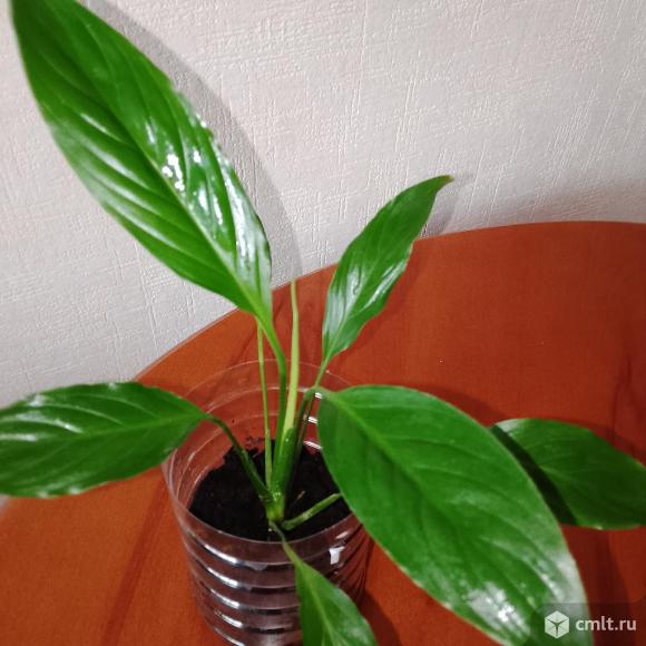 Спатифиллум. Фото 2.