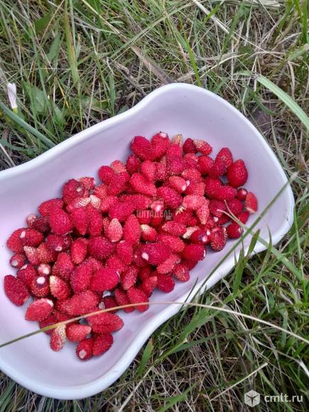 Дача 48 кв.м. Фото 15.