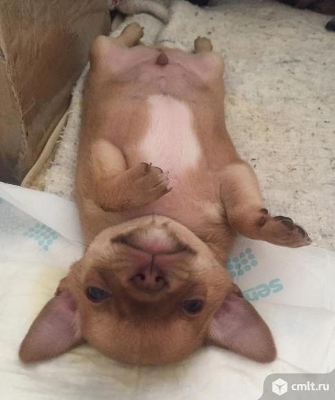 Чихуахуа щенки. Фото 1.