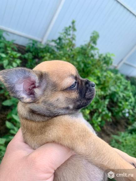 Чихуахуа щенки. Фото 5.