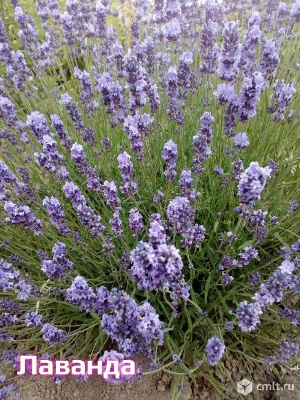 Продаем саженцы лаванды. Это роскошный куст который будет радовать вас своим цветением и ароматом. Фото 1.