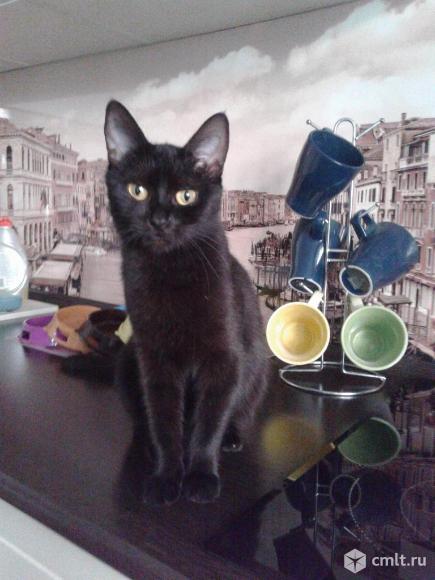 Красивый котенок (девочка) черного окраса. Фото 1.