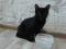 Котенок - подросток (девочка) черного окраса. Фото 2.