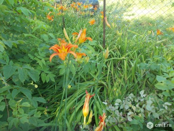 Лилия саженцы. Фото 1.