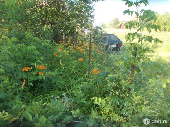 Лилия саженцы. Фото 3.