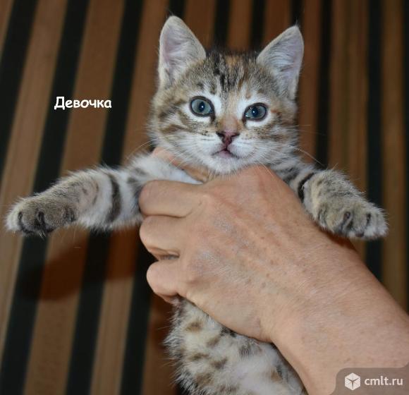 Котёнка в добрые руки. Фото 1.