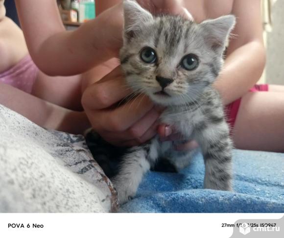 Отдам в добрые руки котят. Фото 1.