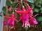 Фуксия. Фото 2.