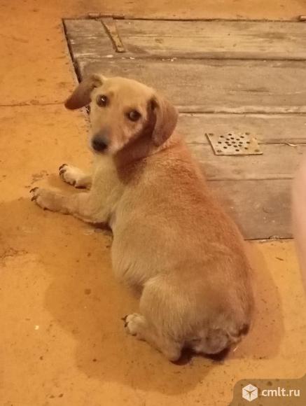 Нашлась собака. Фото 1.