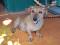Нашлась собака. Фото 2.