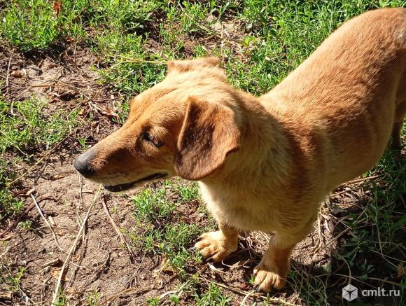 Нашлась собака. Фото 4.