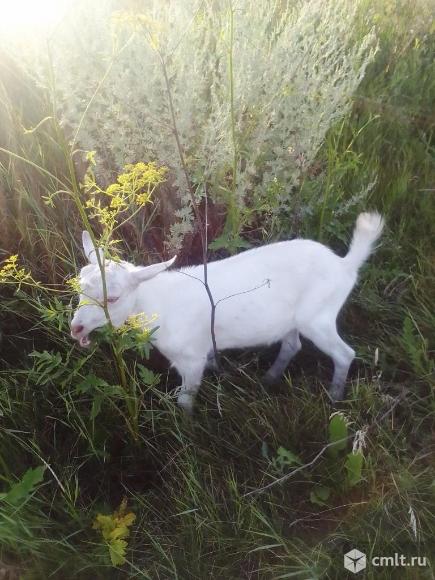 Козлик на племя, обмен. Фото 1.