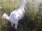 Козлик на племя, обмен. Фото 2.