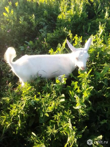 Козлик на племя, обмен. Фото 6.