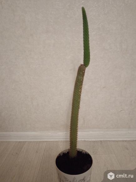 Продам опальный кактус. Фото 1.