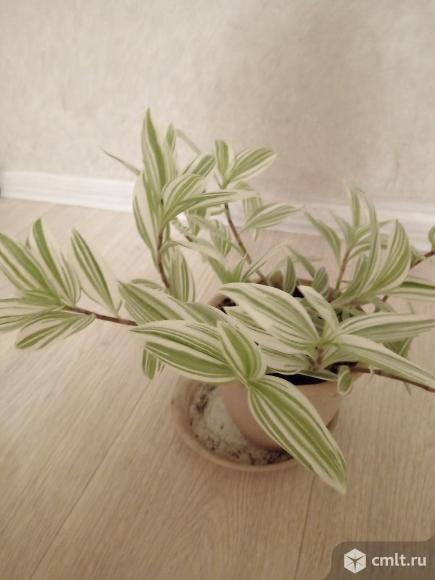 Продам традесканцию зебрина. Фото 1.