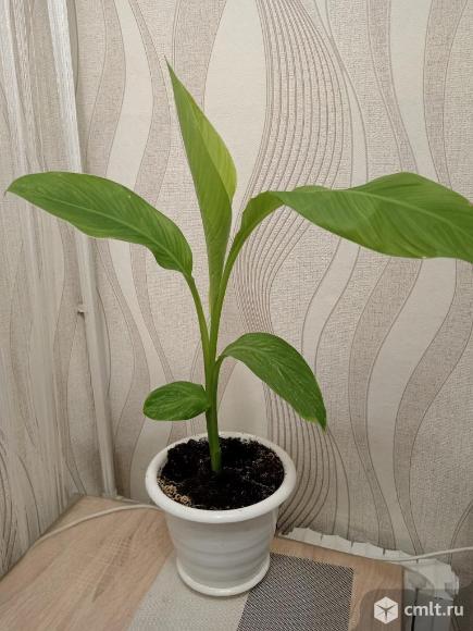 Продам канну. Фото 1.