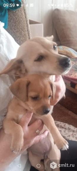 Щенки русского той- терьера. Фото 1.