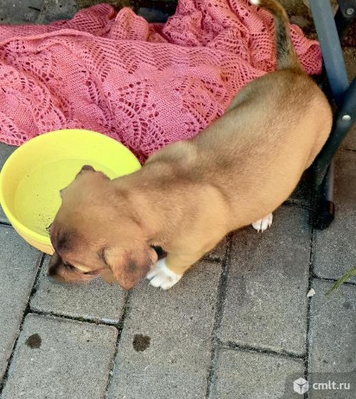 Щенки русского той- терьера. Фото 2.