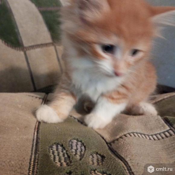 Котята. Фото 2.