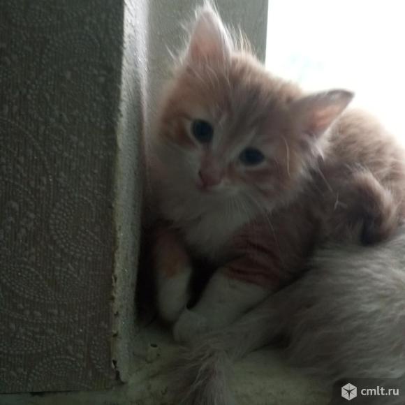 Котята. Фото 1.