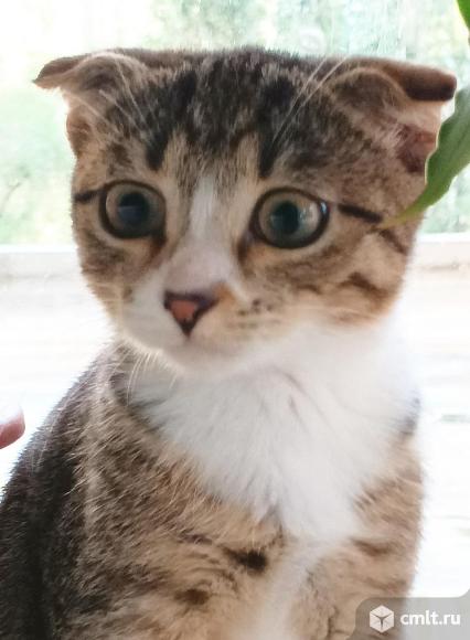 Бася ищет дом!. Фото 1.