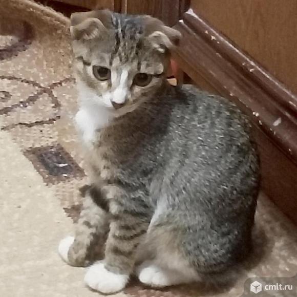 Бася ищет дом!. Фото 3.