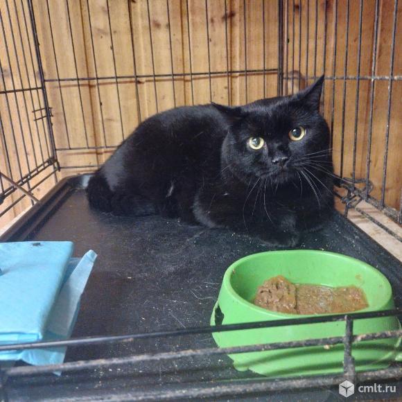 Кот-британец. Фото 2.