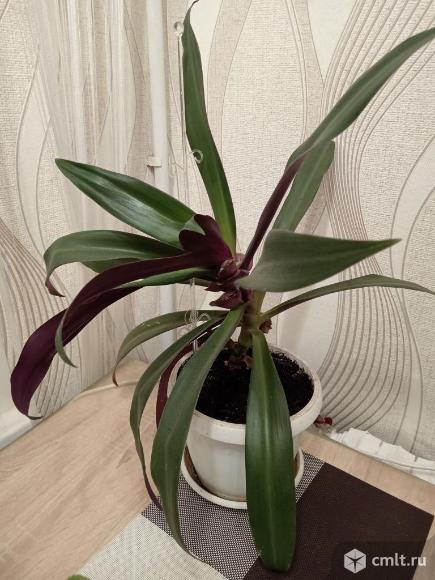 Продам традесканцию рео. Фото 1.