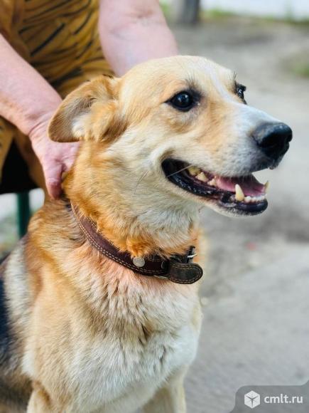 Собака. Волгоград.Ищем ручки. Фото 1.