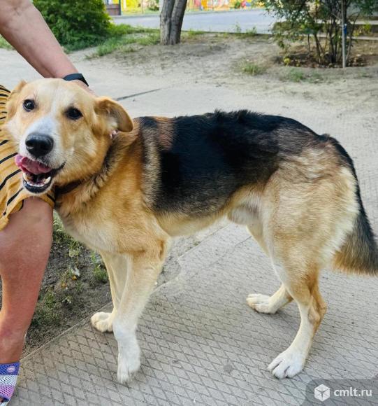 Собака. Волгоград.Ищем ручки. Фото 4.