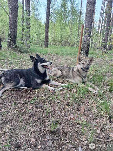 Отдам в добрые руки щенков.. Фото 6.