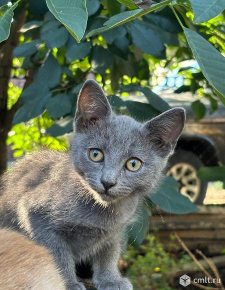 Котята в добрые руки. Фото 1.