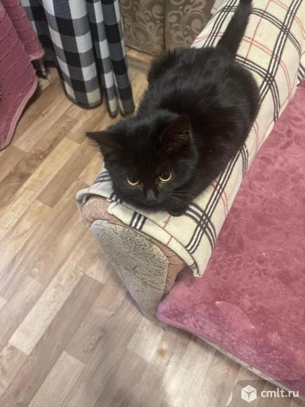 Котята в добрые руки. Фото 6.