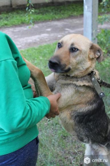 Собака Юта ищет дом. Фото 1.